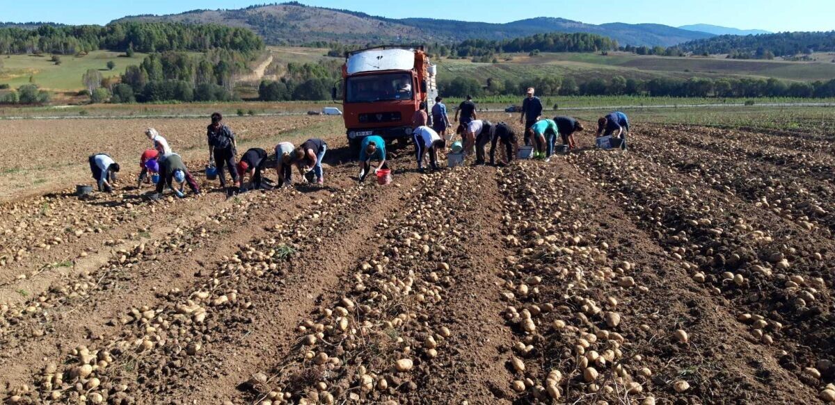 БОРИЧКИ КРОМПИР ЧЕКА БОЉУ ЦИЈЕНУ